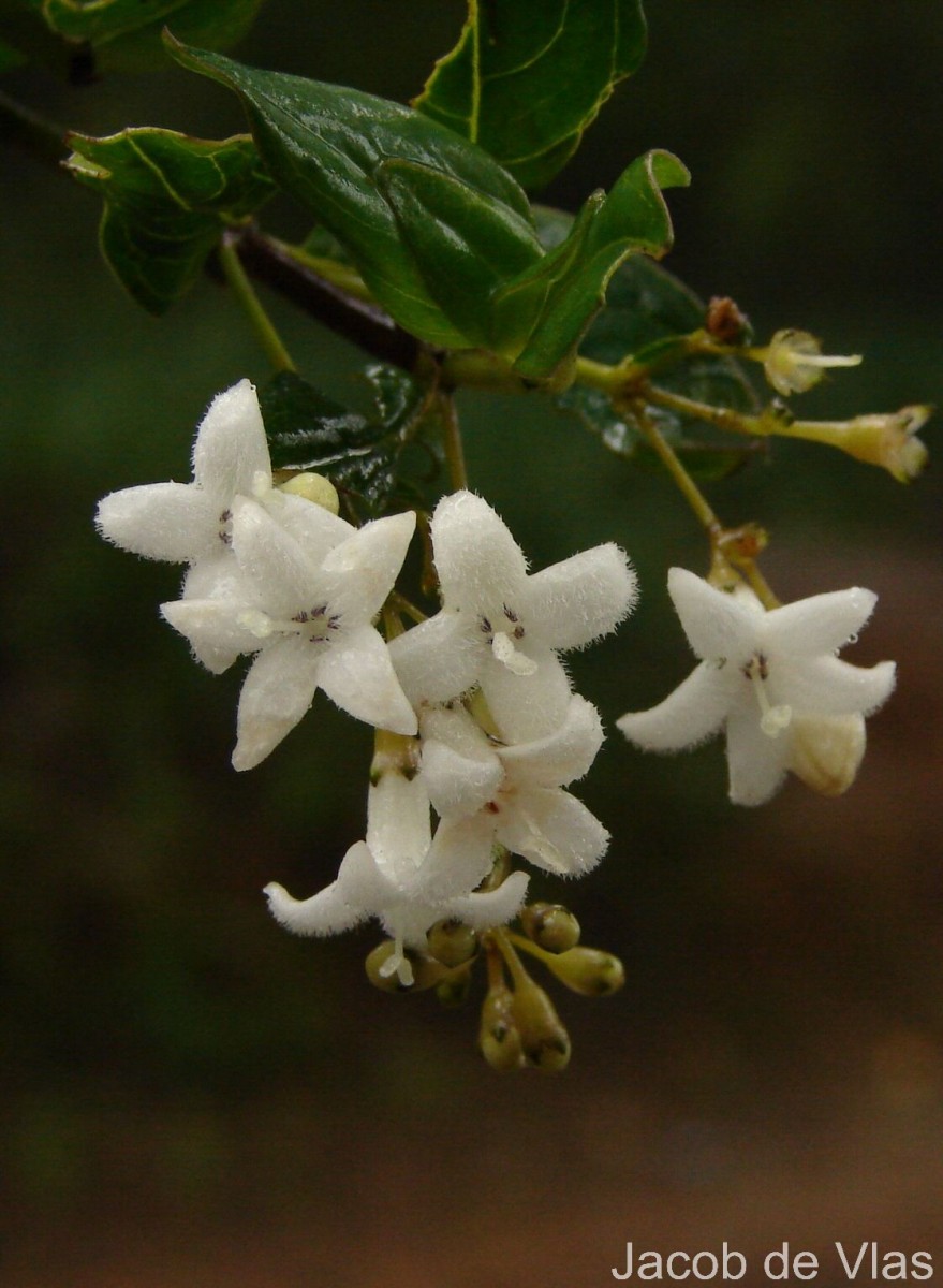 Hedyotis trimenii var. trimenii Deb & Ratna Dutta